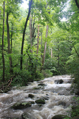 Fototapeta premium river in the forest