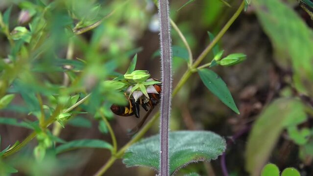 Large colourful bee wasp on flower, Nepal
Close up slow motion shot from Nepal, 2023

