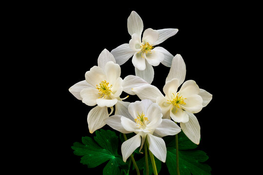 White columbine flowers isolated on black background. - Powered by Adobe