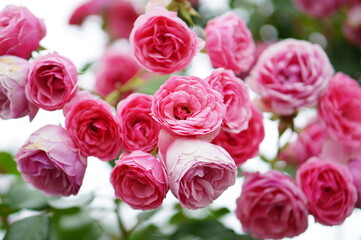 bouquet of pink roses