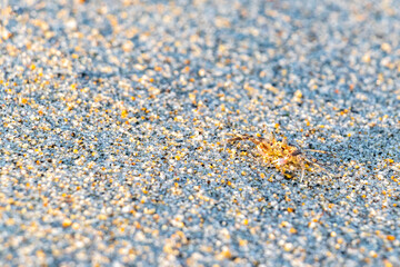 Tiny sand beach crab crabs run dig around on beach.