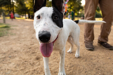 Dog walking at park