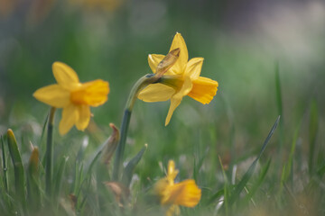 Osterglocken auf der Fr&uuml;hlingswiese