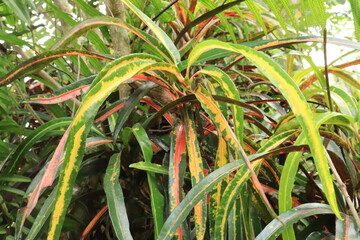  Croton plant or Codiaeum variegatum (L.) Rumph. ex A.Juss have long leaves. Natural background
