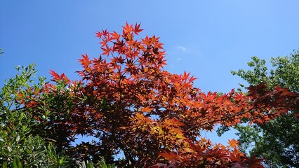 Feuilles d’érable du Japon, France.
