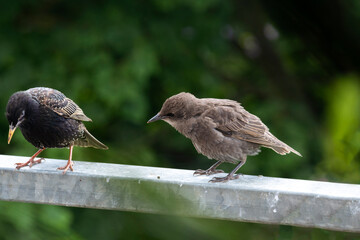 Star Weibchen mit Jungvogel beobachten auf Metall Geländer die Umgebung im Frühling
