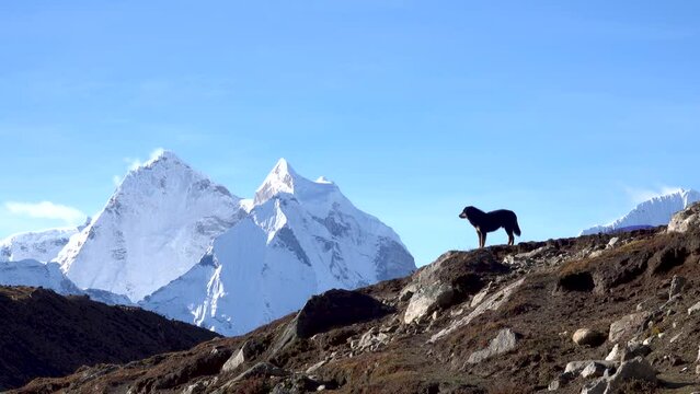 Dog howling with beautiful view of snow covered Himalaya mountain 
Beautiful wide shot from Nepal, 2023

