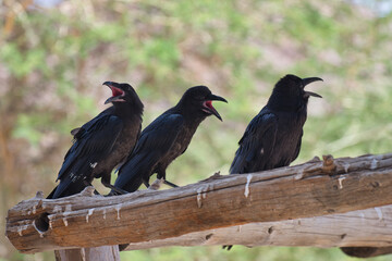 Group of crows calling