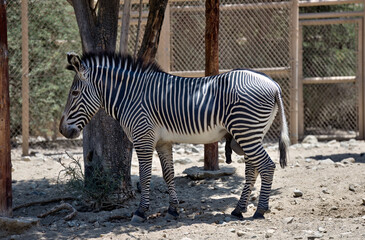 Fototapeta na wymiar Zebra resting under a tree's shade