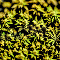 a close-up of a marijuana plant from a field no body, no people, generative ai technology