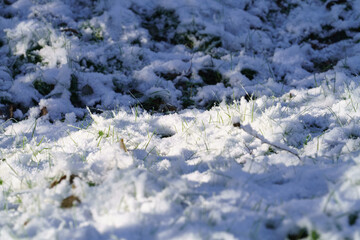Obraz na płótnie Canvas Filtered moody green grass growing through snow in winter