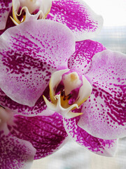 Obraz na płótnie Canvas Beautiful purle-white orchid macro photo.