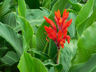 Red canna lily in foliage. - obrazy, fototapety, plakaty