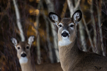 Whitetail portrait