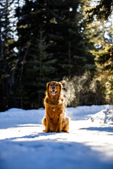 Golden retriever posing
