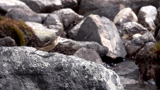Stonechat bird stands and jump on rock next to river, Nepal
Slow motion shot from Nepal, 2023

