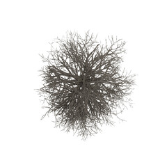 top down view leafless tree ahorn isolated on white, 3d rendering of ahorn tree PNG transparent, suitable for archiviz visualization, architecture
