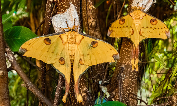 Argema mittrei, Madagascan moon moth, on a sunny summer day