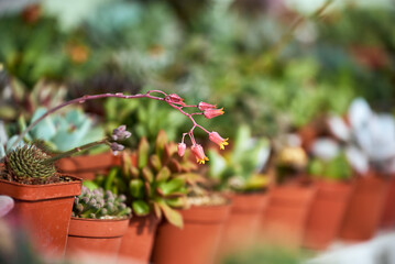 Echeveria hybrid in bloom with pink and yellow flowers on blurred background. Different types of succulents in red pots on a white shelf