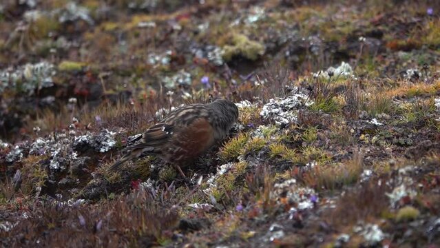 alpine accentor (Prunella collaris) bird searching for food,grassy ground
Slow motion shot, Everest National Park, Nepal, 2023

