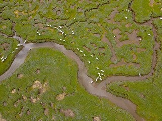 Overhead birds eye view flock of sheep on salt marsh in Wales