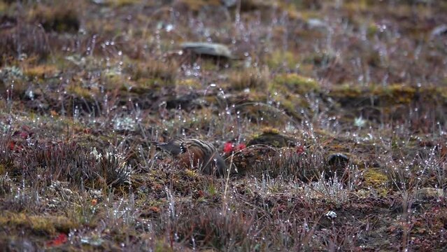 alpine accentor (Prunella collaris) bird searching for food
 on the ground with dew drops on grass all over, Himalaya mount Everest, Nepal, 2023

