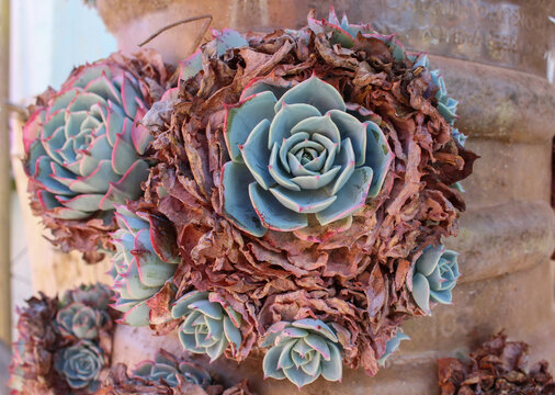 Planta suculenta Echeveria mejor conocida como Blue Rose Echeveria.