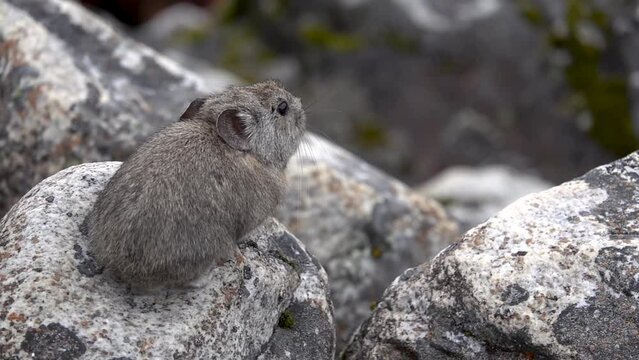 Himalayan pika (Ochotona himalayana) close up on a rock boulder

Slow motion shot, Everest National Park, Nepal, 2023
