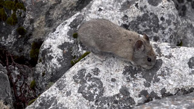 Himalayan pika (Ochotona himalayana) close view on a rock boulder

Slow motion shot, Everest National Park, Nepal, 2023

