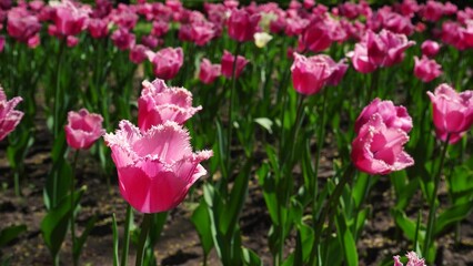 A flower bed of pink tulips grows in the park. Bulb flower bud close up. Blooming spring flower in the botanical garden. Multicolored plants on the lawn. Floriculture on the field