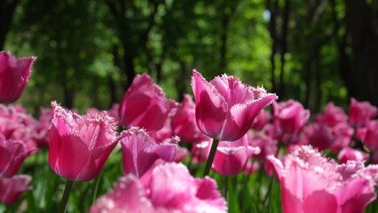 A flower bed of pink tulips grows in the park. Bulb flower bud close up. Blooming spring flower in the botanical garden. Multicolored plants on the lawn. Floriculture on the field