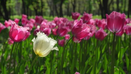 A flower bed of violet tulips grows in the park. Bulb flower bud close up. Blooming spring flower in the botanical garden. Multicolored plants on the lawn. Floriculture on the field