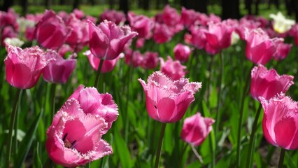 A flower bed of pink tulips grows in the park. Bulb flower bud close up. Blooming spring flower in the botanical garden. Multicolored plants on the lawn. Floriculture on the field