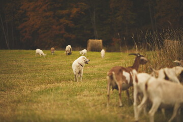 A maremma sheepdog on a farm in Ontario, Canada.