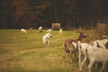 Obraz na płótnie Canvas A maremma sheepdog on a farm in Ontario, Canada.