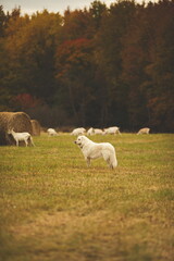 Obraz premium A maremma sheepdog on a farm in Ontario, Canada.