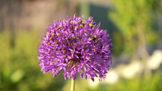 Purple ball on an arrow of decorative garlic. Seed bud. Spring flowering in the garden close-up on a blurred background