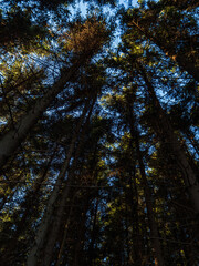 Fototapeta premium Pine forest canopy looking up