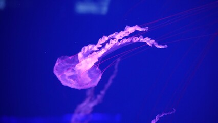 video collection. Sea and ocean jellyfish swim in the water close-up. Illumination and...