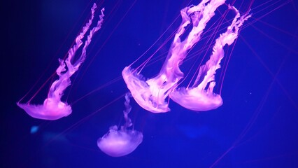 video collection. Sea and ocean jellyfish swim in the water close-up. Illumination and bioluminescence in different colors in the dark. Exotic and rare jellyfish in the aquarium © Yuliia