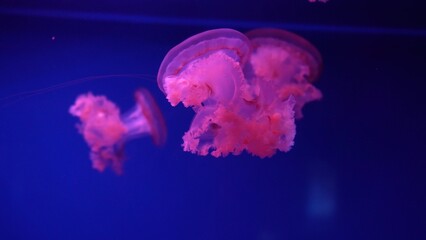 video collection. Sea and ocean jellyfish swim in the water close-up. Illumination and bioluminescence in different colors in the dark. Exotic and rare jellyfish in the aquarium © Yuliia