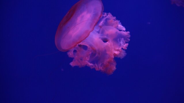 video collection. Sea and ocean jellyfish swim in the water close-up. Illumination and bioluminescence in different colors in the dark. Exotic and rare jellyfish in the aquarium