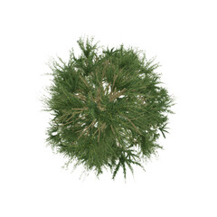 top down view green pnine isolated on white, 3d rendering of pine tree PNG transparent, suitable for archiviz visualization, architecture