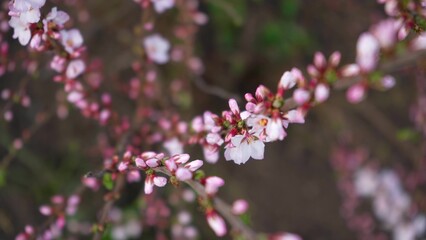 cherry blossom branches close up. blooming pink and white flowers from buds on the twigs of a fruit tree in spring