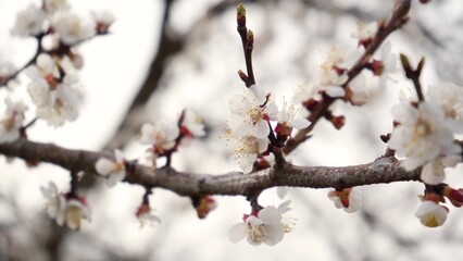 4K flowering apricot flowers on white background close-up. Details of flowering fruit tree. Naked branches without leaves in spring. Garden in march