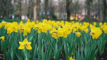 Obraz premium densely planted yellow daffodil flowers grow in a park against a blurred background. spring easter plants