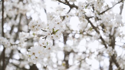 Obraz premium branches of blossoming white plum close up. spring flowering fruit trees. dense flowering