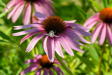 Fototapeta premium A Crab Spider On A Pink Coneflower In Summer