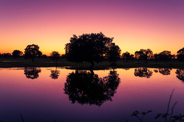 Obraz premium Sunset over a little pond with beautiful reflections of huge cork trees