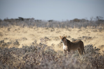 Obraz na płótnie Canvas Female Lion in long grass, Etosha National Park, Namibia
